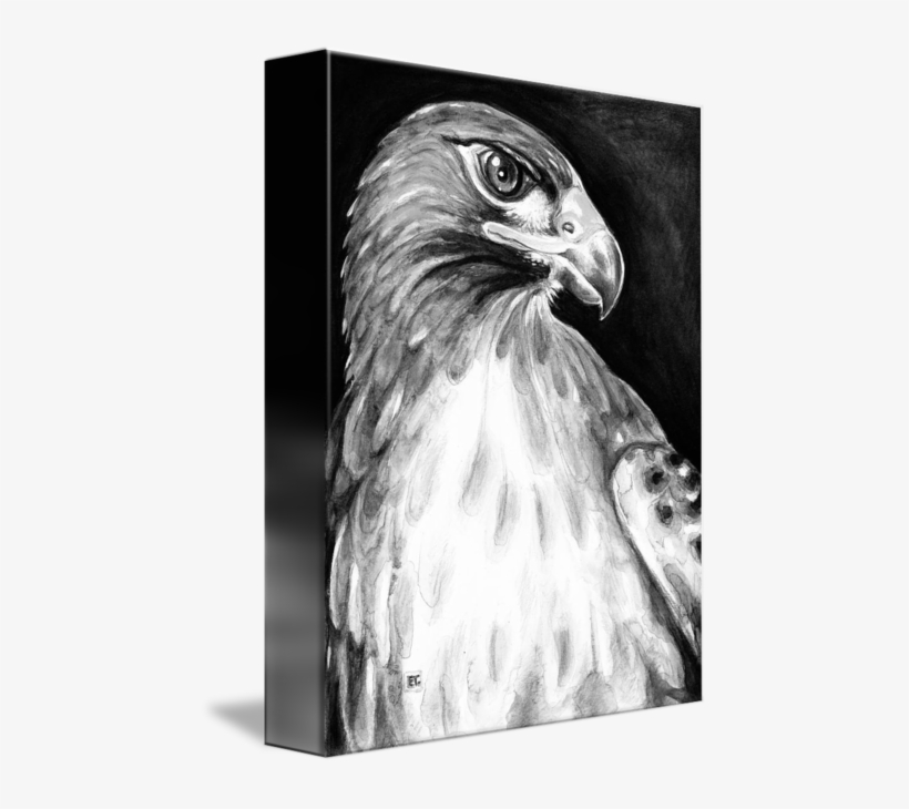 "red Tail Hawk Bw" By Evey Studios - Comic Style Hawk Note Cards, transparent png