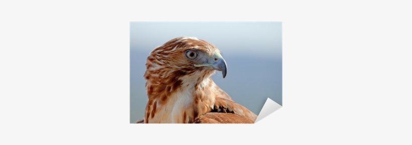 Eagle Of Red Tail Sticker • Pixers® • We Live To Change - Bird, transparent png