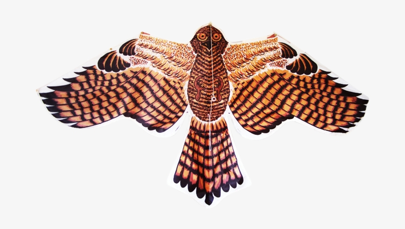 Eagle - Hawk, transparent png