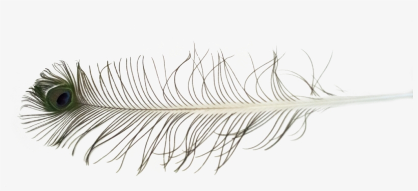 Peacock Feather Free To Use Stock Photo By Kibblywibbly - Feather, transparent png