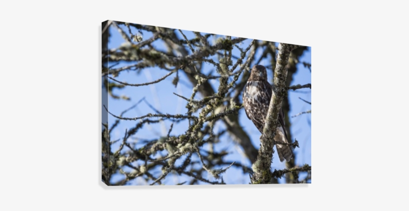 A Young Red-tailed Hawk Watches For Movement In The - Young Red-tailed Hawk Watches For Movement In The Grass, transparent png