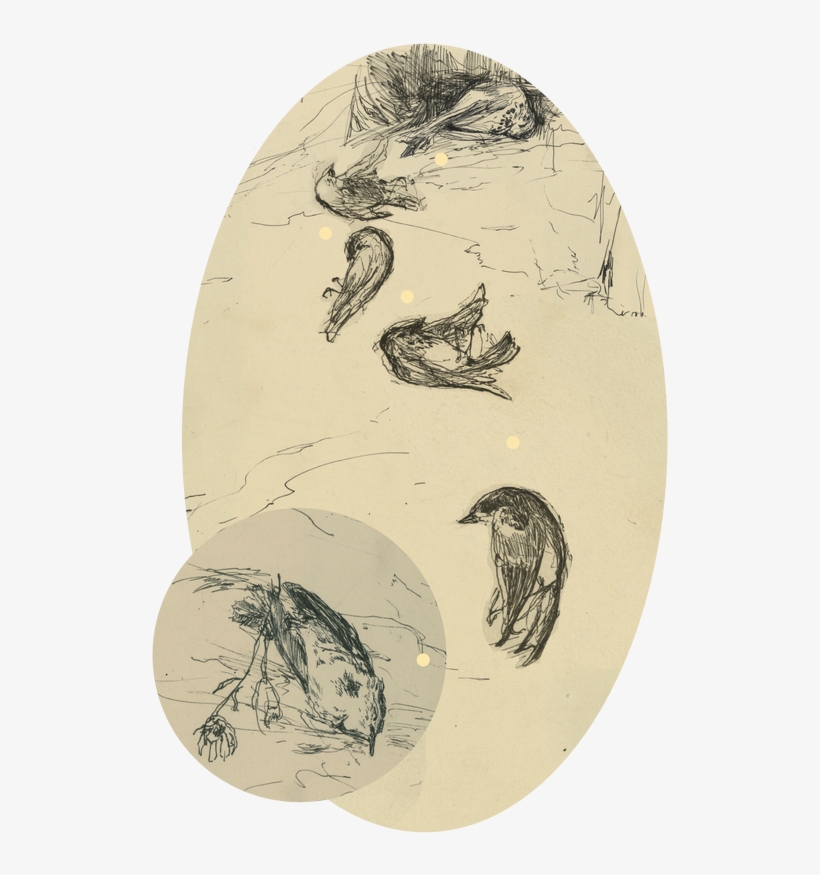 Sketch, transparent png