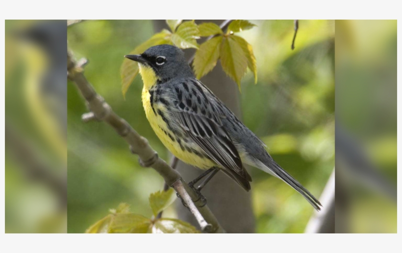 National Audobon Society - Kirtland's Warbler, transparent png