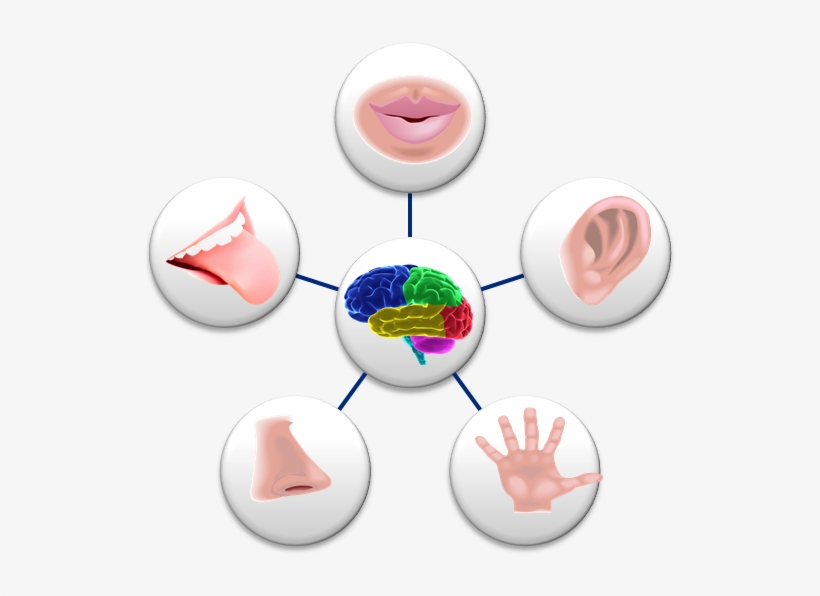 Http - Perception Senses, transparent png