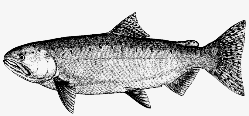 Chinook-transparent - Illustration Fish Transparent, transparent png