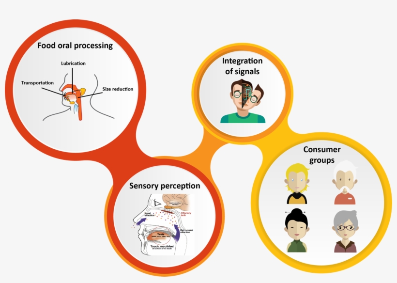 Bolus - Sensory Perception Of Food, transparent png