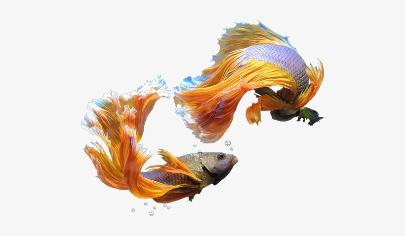 Our Story - Illustration, transparent png