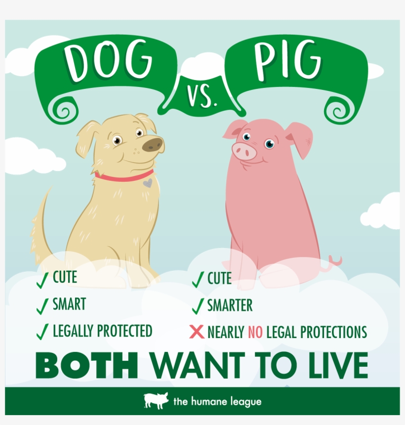 The Humane League On Twitter - Only Difference Is Your Perception, transparent png