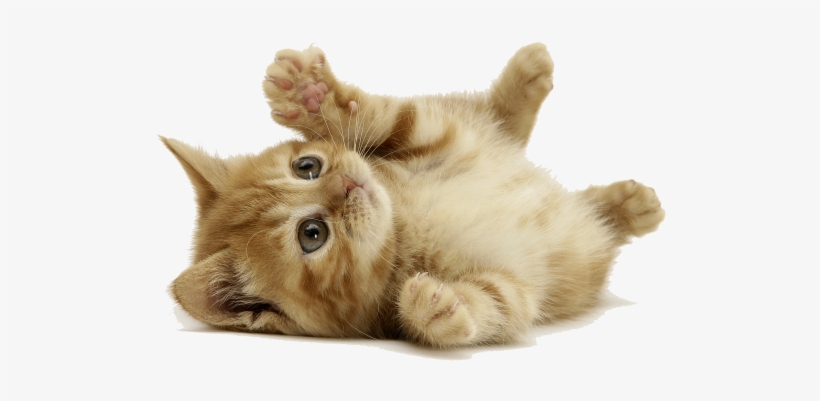Orange Cat Lay Down - Cat Background, transparent png
