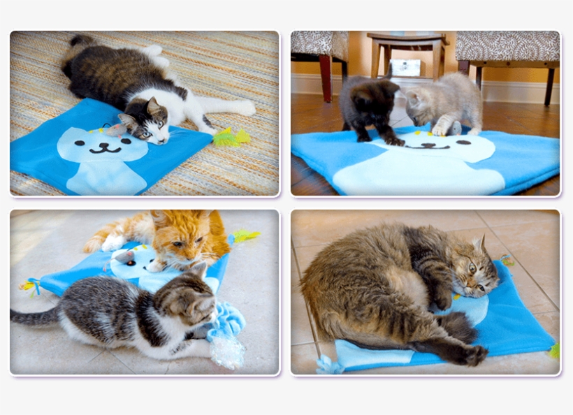 See How Much Your Cat Will Love It - Cat, transparent png