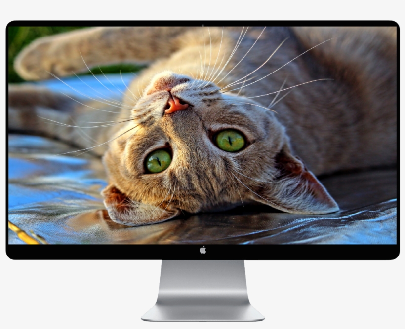 Happy Cat, transparent png