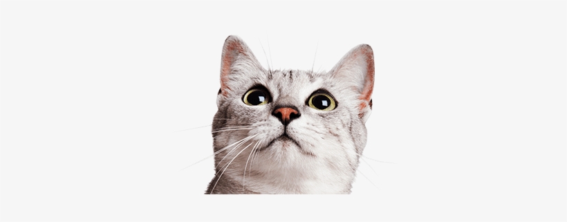 Cat Photo - Cat, transparent png
