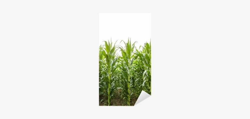 Free Corn Field Png - Grass, transparent png