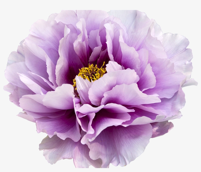 Buy2get1free Hand Drawn Flower Bloom Clipart By Qidsignproject - Peony With Transparent Background, transparent png