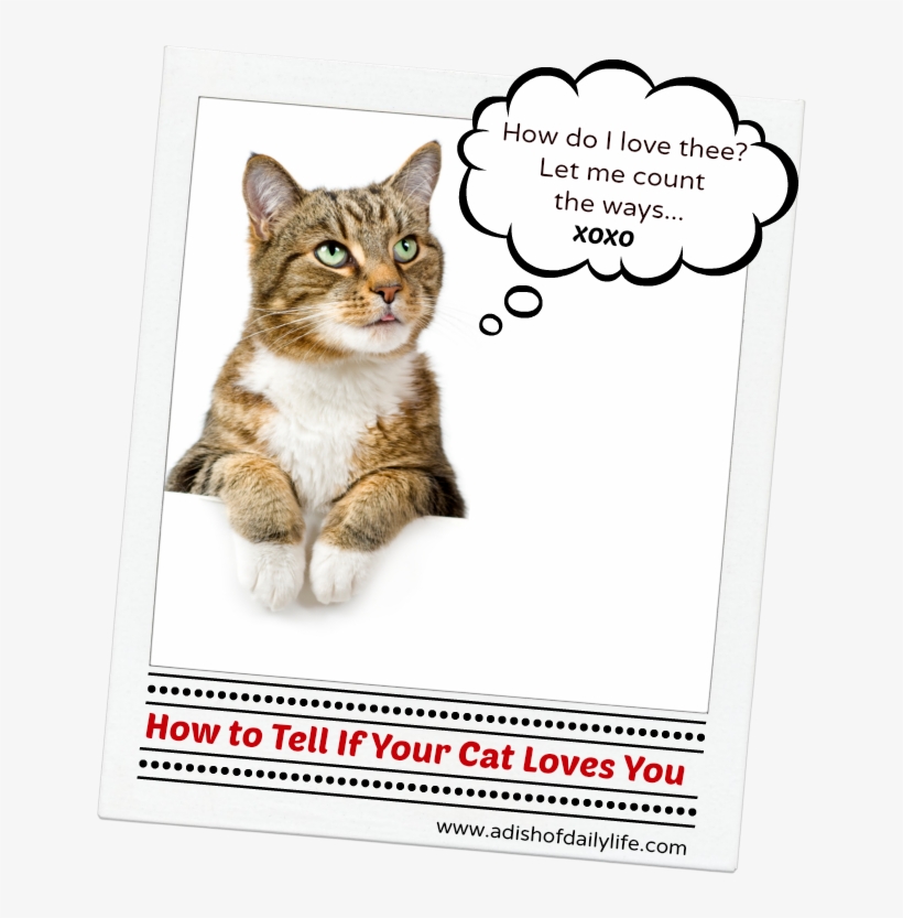 How To Tell If Your Cat Loves You - 21st Century Health Care, Flea + Tick Defense, transparent png
