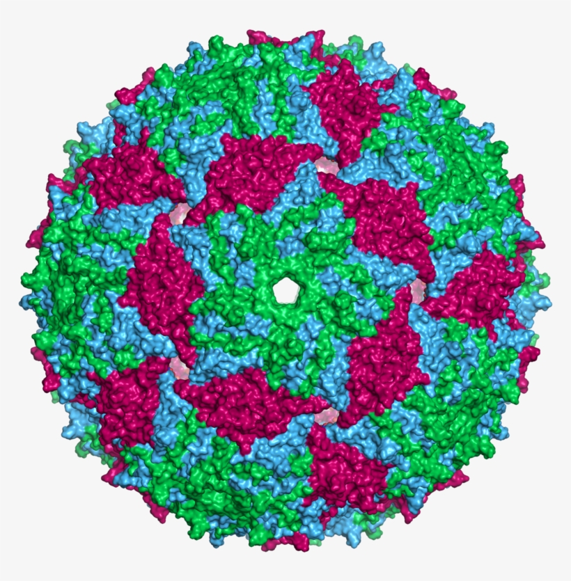 Ms2capsid Surface - Epstein Barr Electron Microscope, transparent png