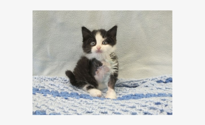 Kitten, transparent png