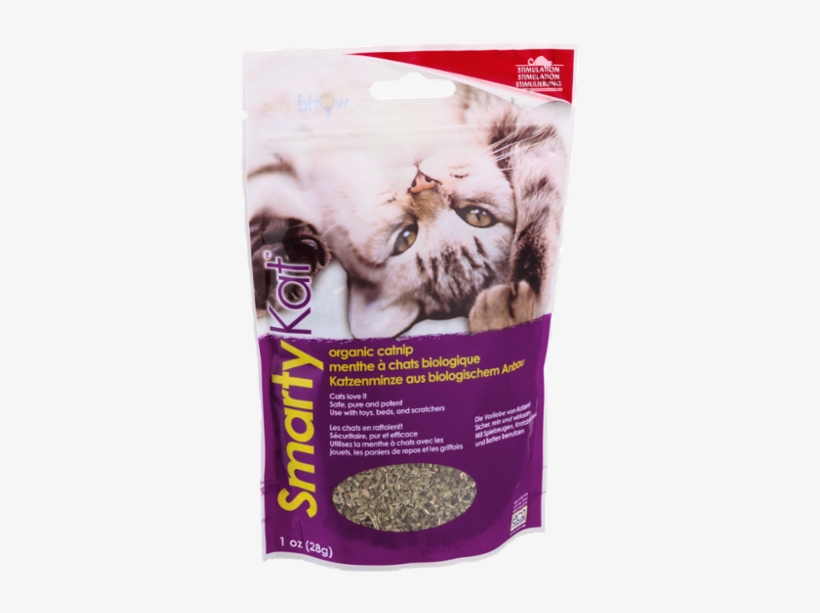 Kitten, transparent png