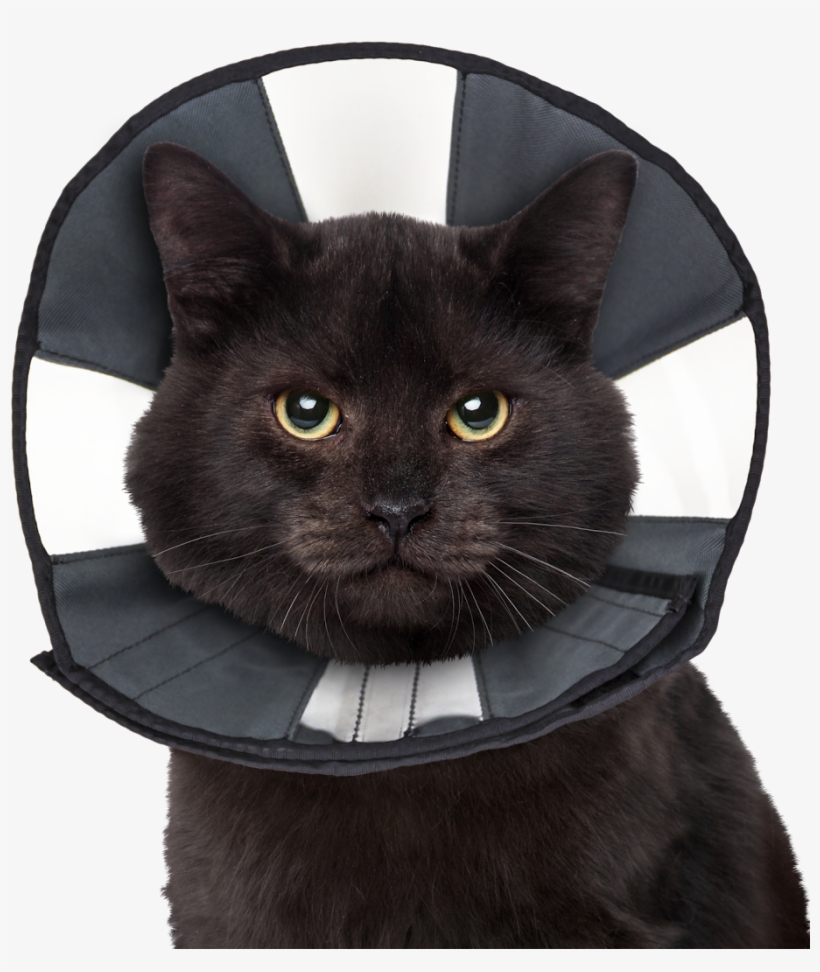 Zencone Smallest Size - Zenpet Zen Collar - S, transparent png