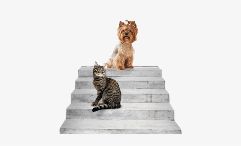 A Dog And Cat On The Steps To Heaven - Yorkshire Terrier, transparent png