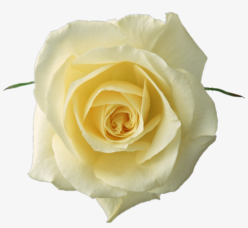 Imágenes De Flores Variadas - White Yellow Roses, transparent png