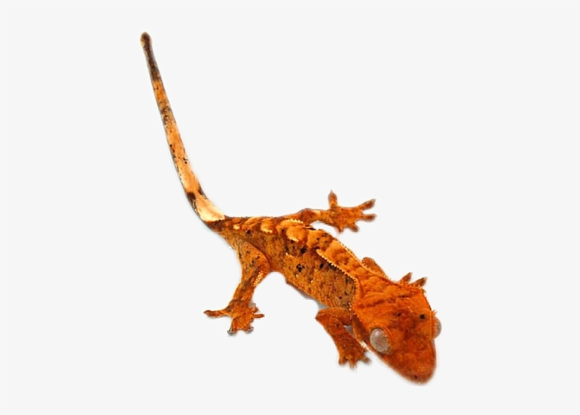 Crested Gecko, transparent png