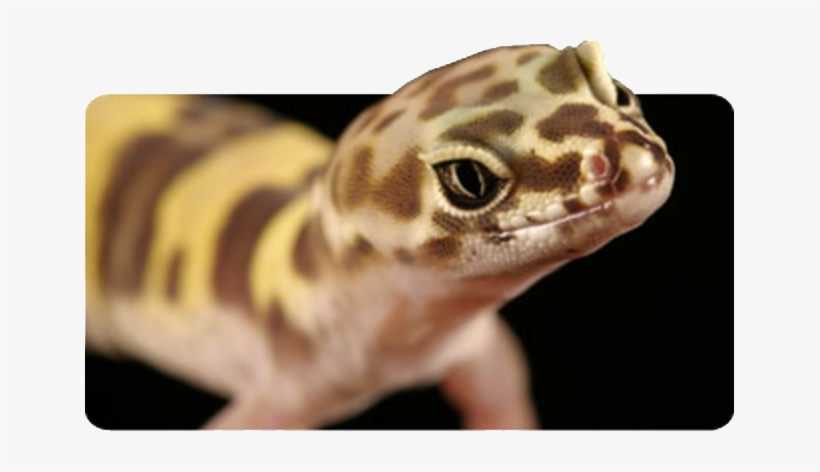 California Desert Barefoot Banded Gecko, transparent png