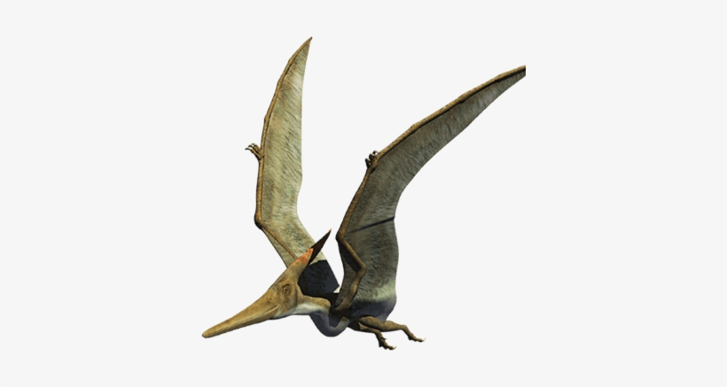 Parque De Dinosaurios Dinosaurios Animatronics - Pteranodon Png, transparent png