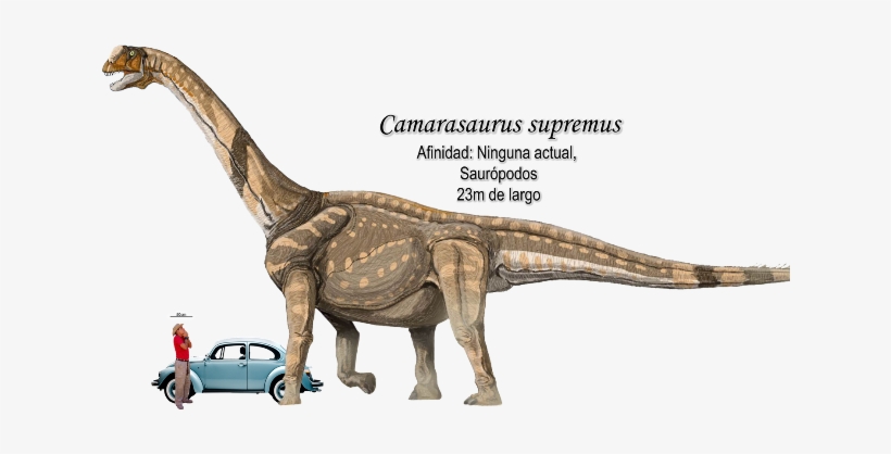Pertenece A La Famosa Formación Morrison Que Alberga - Evolved Into Dinosaurs, transparent png