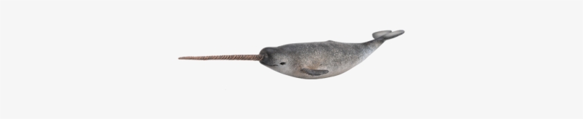 Dinosaurios Marinos Png 6 - Collecta Narwhal, transparent png
