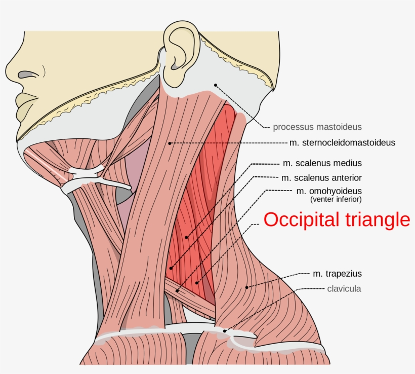 Musculi Coli Base, My Edits For Tringles, Occipital - Splenius Capitis Levator Scapulae, transparent png