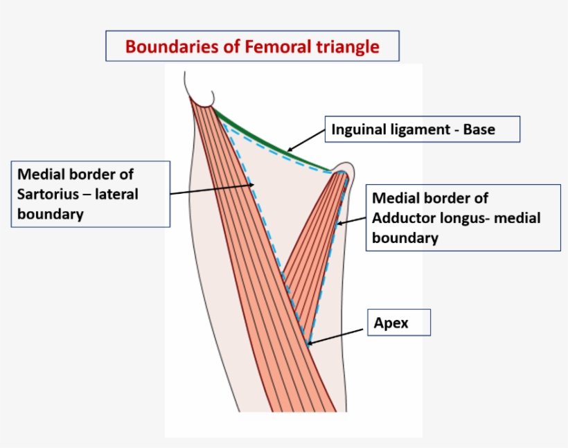 Name The Structures Forming Boundaries Of Femoral Triangle - Borders Femoral Triangle, transparent png