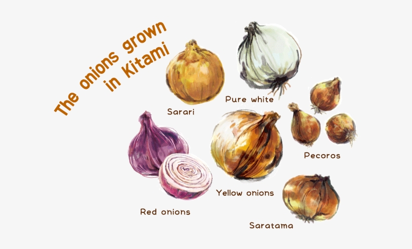 Pure White Onions - Red Onion, transparent png