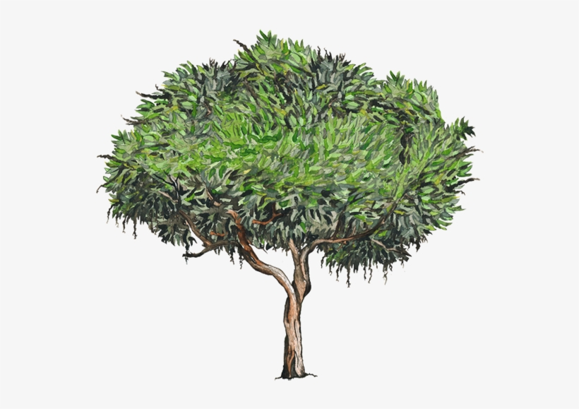 Vecinos Verdes For Arbol De Hojas Perennes Y Flores - Tepozan Png, transparent png
