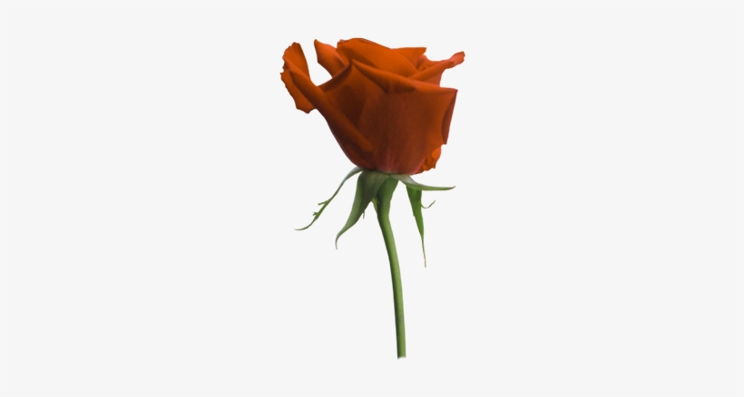 Rosepng - Portable Network Graphics, transparent png