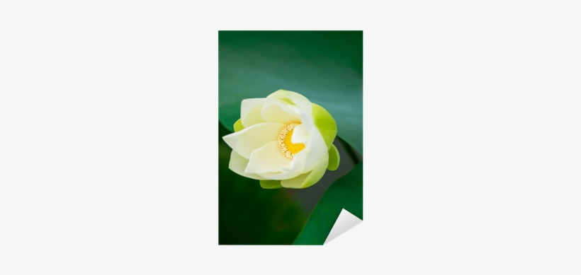 Sacred Lotus, transparent png