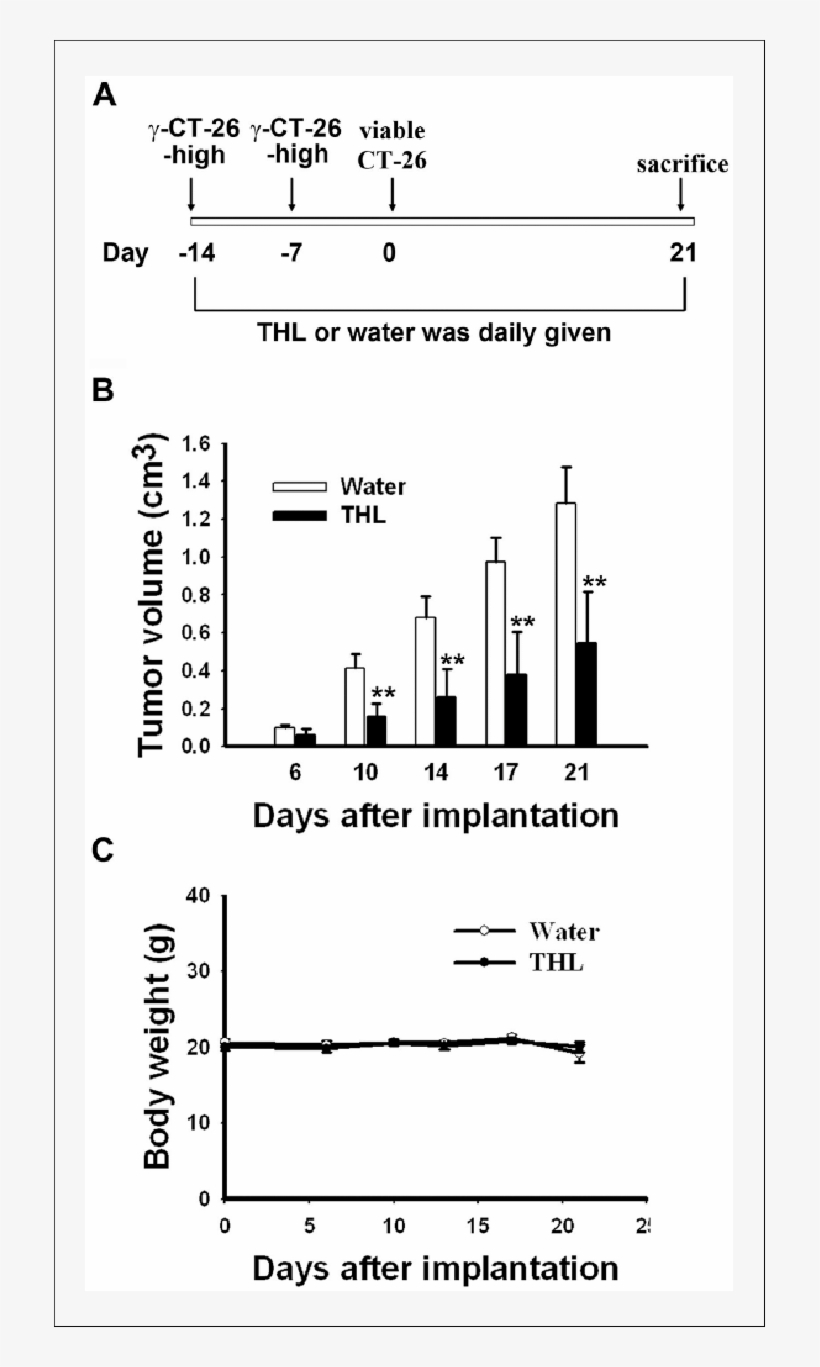 Tien Hsien Liquid Inhibited The Growth Of Ct26 High - Syngenic, transparent png