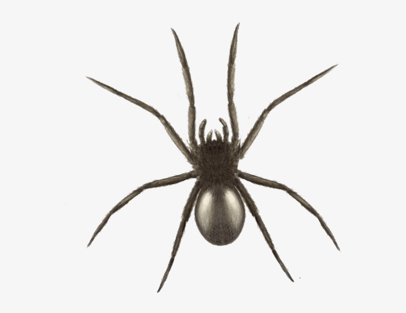 Halloween Spider Graphics - Widow Spider, transparent png