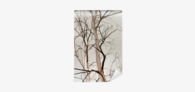 River Birch, transparent png