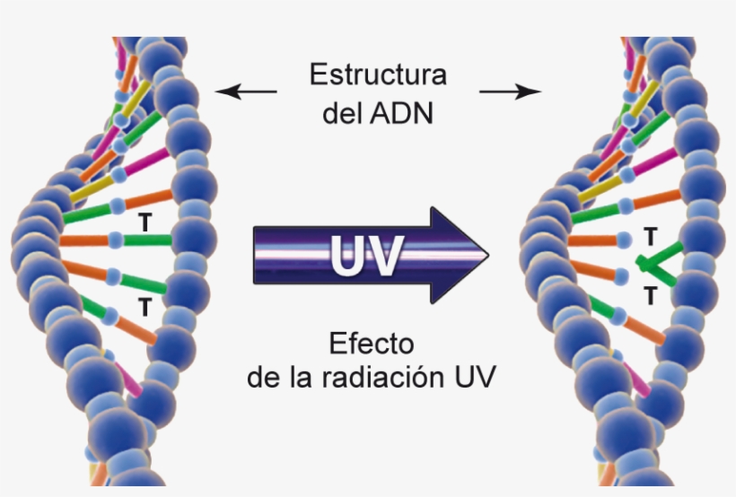 Mecanismo De Desinfección Uv - Uv Radiation Of Drinking Water, transparent png