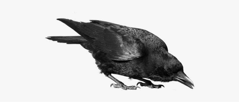 Raven Bird - Transparent Crow, transparent png