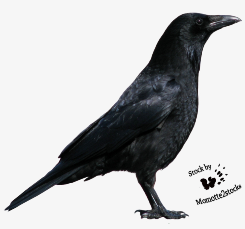 Png Image Information - Crow Png, transparent png