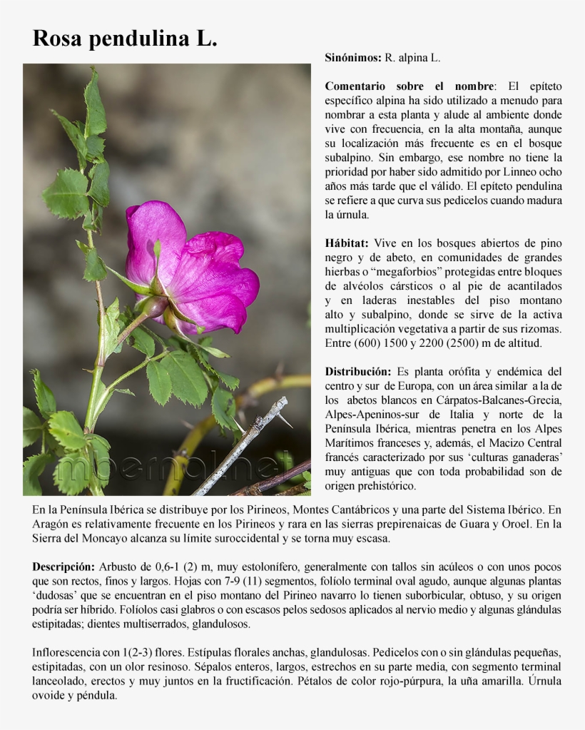 Rosa Pendulina L - Alpine Rose, transparent png