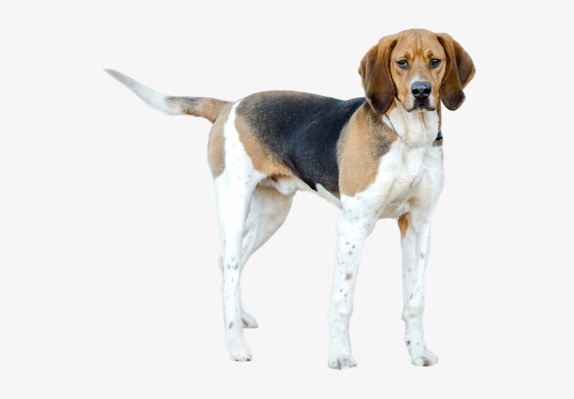 American Foxhound Walker - Treeing Walker Coonhound, transparent png