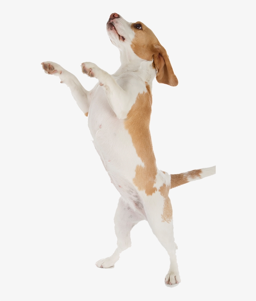 Beagle, transparent png