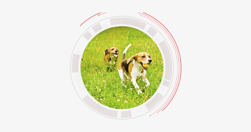 Dog - Beagle-harrier, transparent png