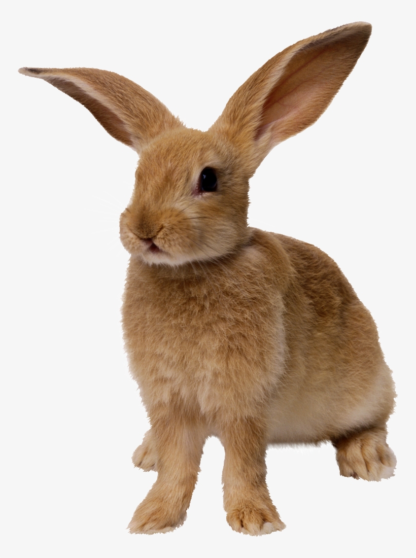Image006 Transparent Background Rabbit Png 759x1024 Png Download Pngkit