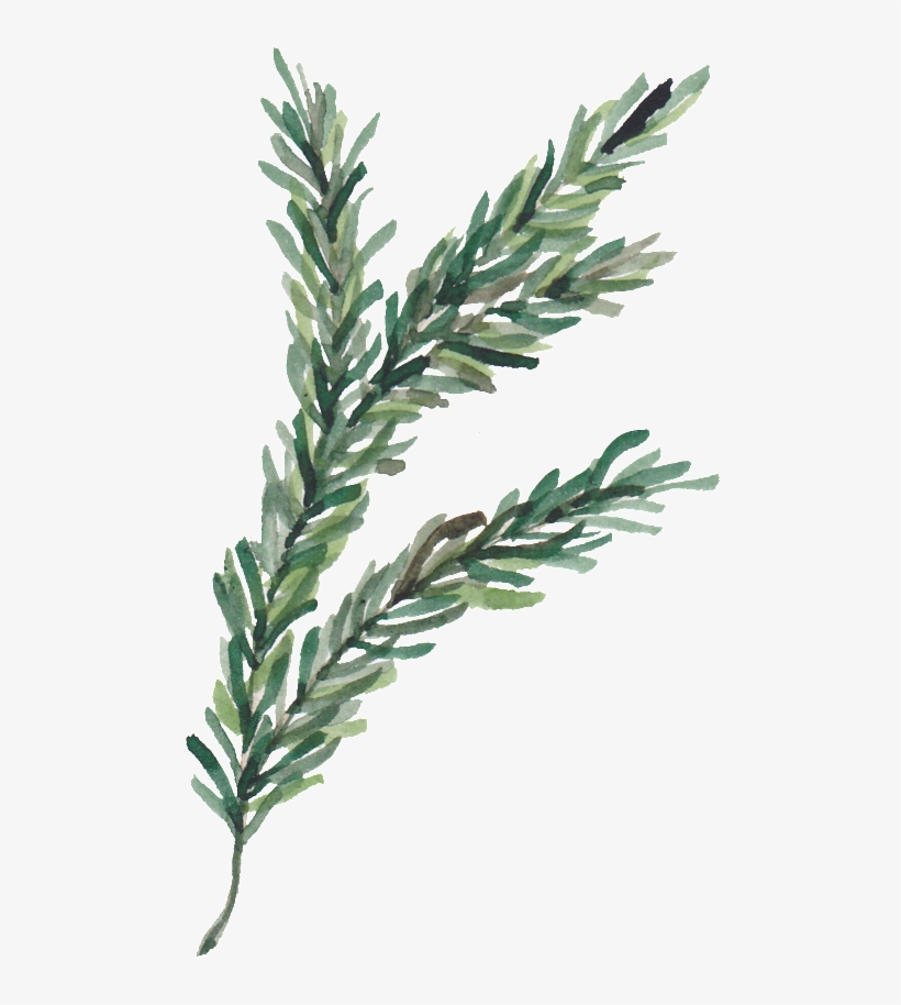 Pine Leaves Transparent Decorative - Leaf, transparent png