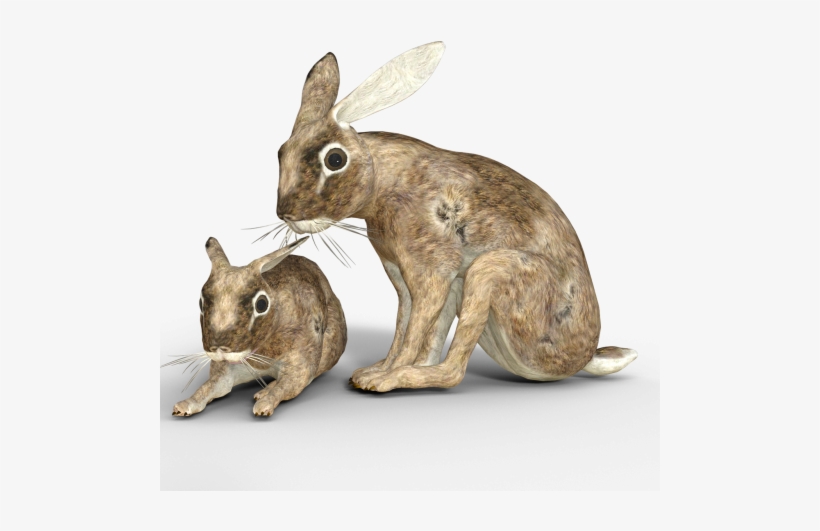 Hare,wild Hare,easter Bunny,long - European Rabbit, transparent png
