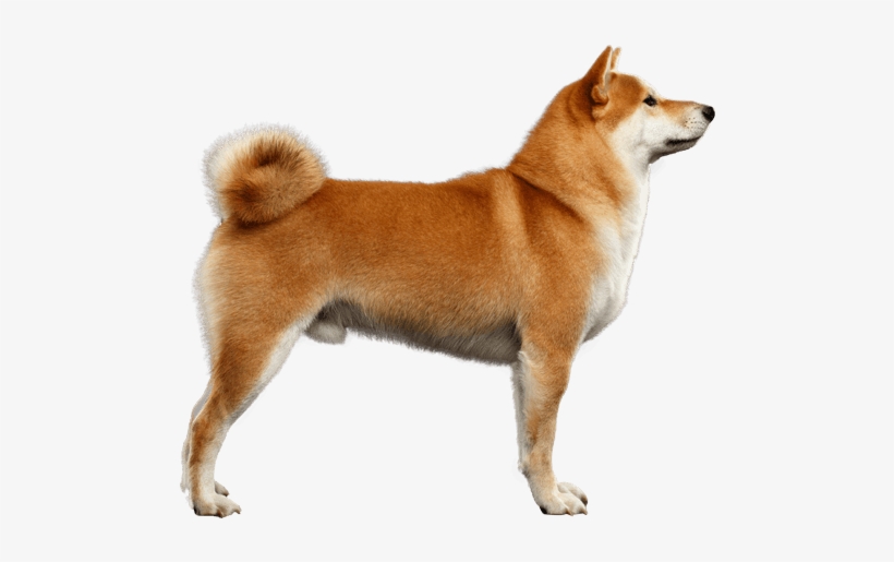 Appearance Of Akita Inu - Akita Inu, transparent png